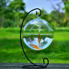 Fish & Aquatic Pets